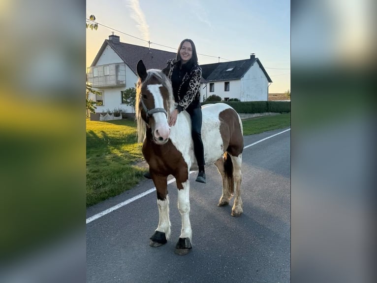 Más caballos centroeuropeos Caballo castrado 4 años 155 cm Pío in Daleiden