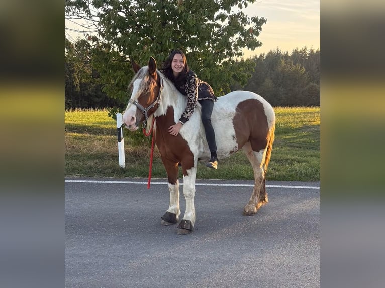 Más caballos centroeuropeos Caballo castrado 4 años 155 cm Pío in Daleiden