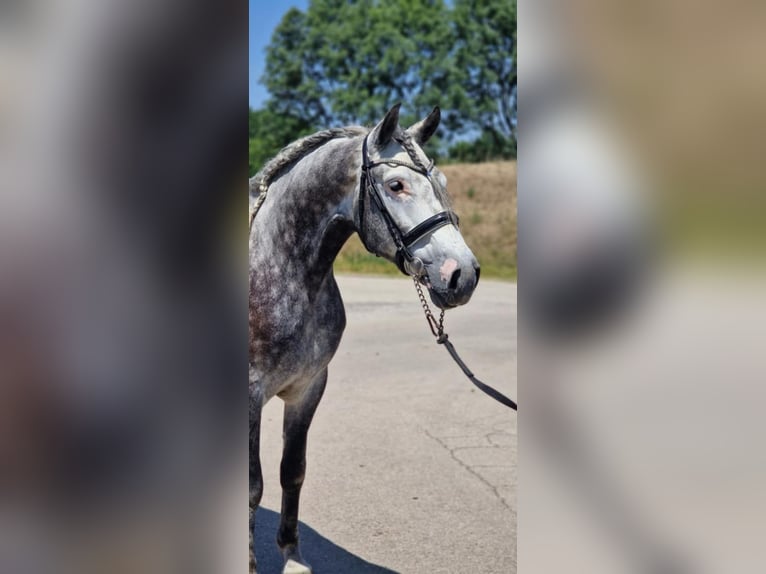 Más caballos centroeuropeos Caballo castrado 4 años 155 cm Tordo in Gyula