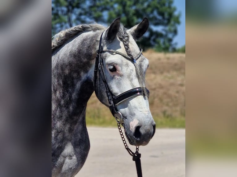 Más caballos centroeuropeos Caballo castrado 4 años 155 cm Tordo in Gyula