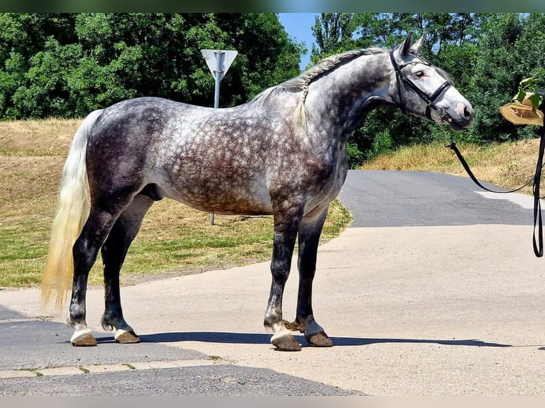 Más caballos centroeuropeos Caballo castrado 4 años 155 cm Tordo in Gyula