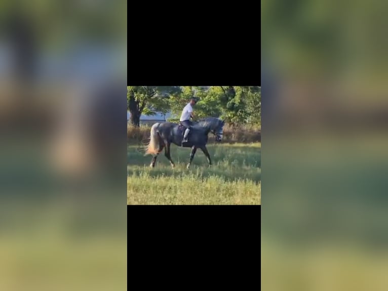 Más caballos centroeuropeos Caballo castrado 4 años 155 cm Tordo in Gyula