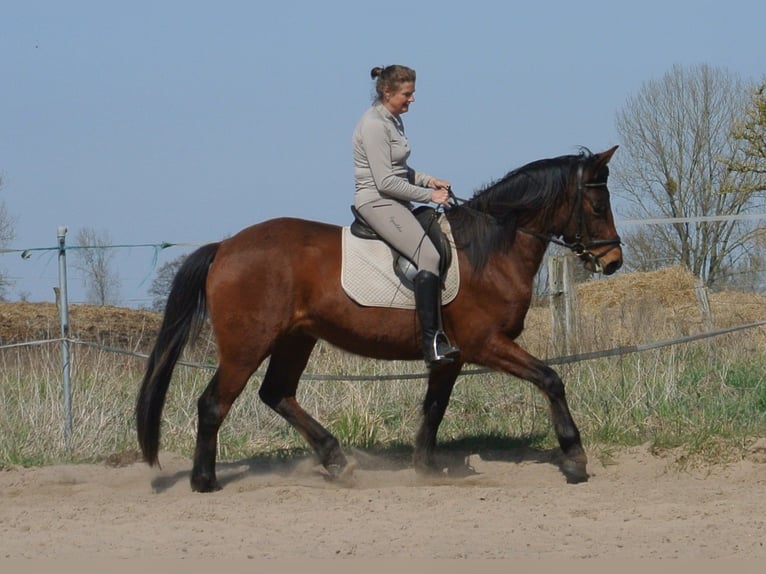 Más caballos centroeuropeos Mestizo Caballo castrado 4 años 156 cm Castaño in Kremmen