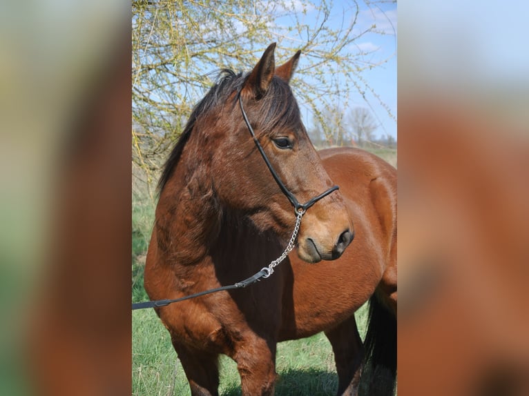 Más caballos centroeuropeos Mestizo Caballo castrado 4 años 156 cm Castaño in Kremmen