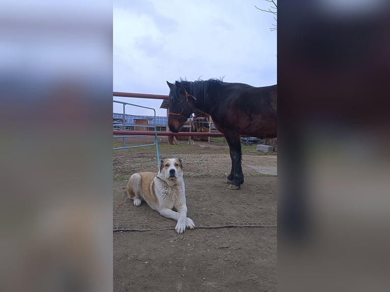 Más caballos centroeuropeos Mestizo Caballo castrado 4 años 157 cm Castaño in Laa an der Thaya