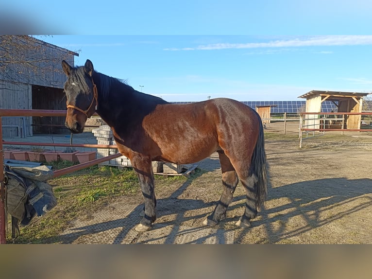 Más caballos centroeuropeos Mestizo Caballo castrado 4 años 157 cm Castaño in Laa an der Thaya