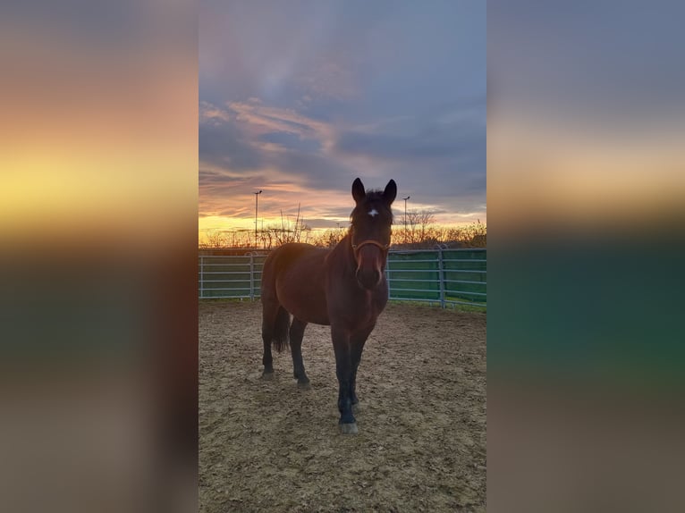 Más caballos centroeuropeos Mestizo Caballo castrado 4 años 157 cm Castaño in Laa an der Thaya