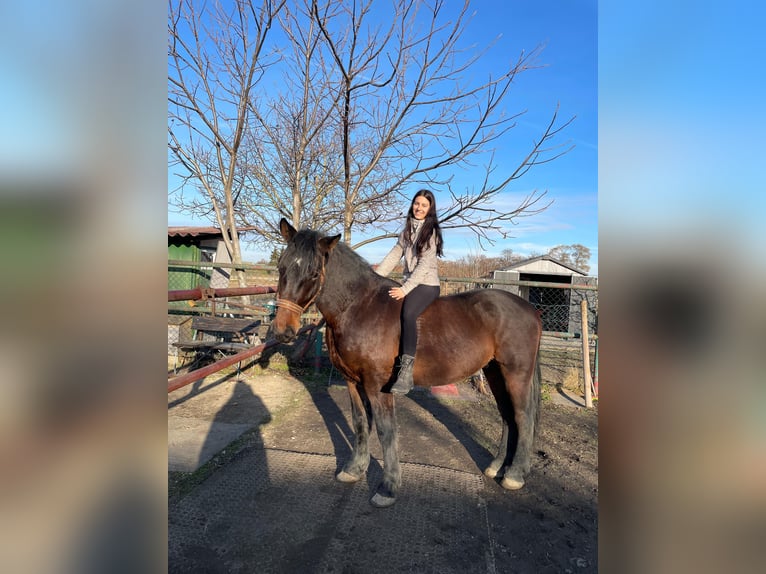 Más caballos centroeuropeos Mestizo Caballo castrado 4 años 157 cm Castaño in Laa an der Thaya