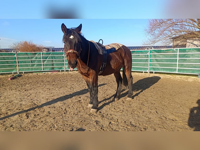 Más caballos centroeuropeos Mestizo Caballo castrado 4 años 157 cm Castaño in Laa an der Thaya