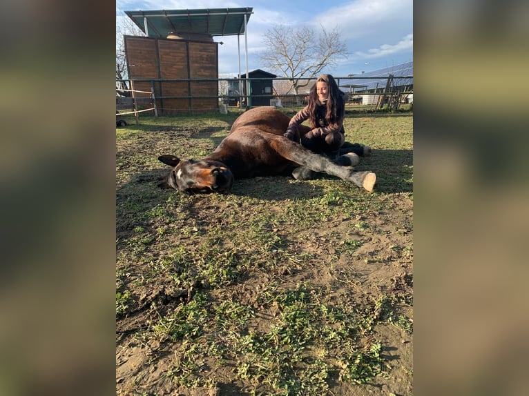 Más caballos centroeuropeos Mestizo Caballo castrado 4 años 157 cm Castaño in Laa an der Thaya