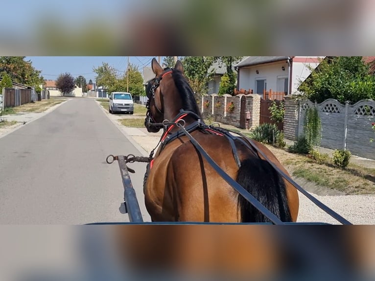 Más caballos centroeuropeos Mestizo Caballo castrado 4 años 157 cm Castaño in Laa an der Thaya