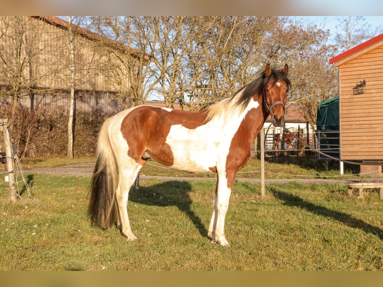 Más caballos centroeuropeos Mestizo Caballo castrado 4 años 158 cm Pío in Wasserlosen