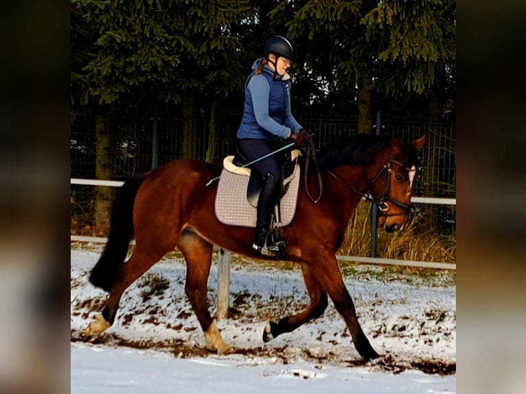 Más caballos centroeuropeos Caballo castrado 4 años 160 cm Castaño in Forst