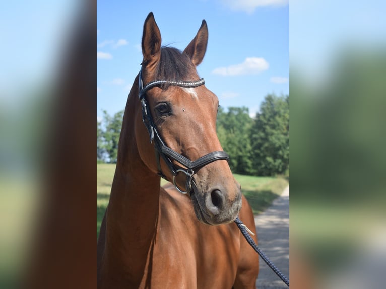 Más caballos centroeuropeos Mestizo Caballo castrado 4 años 160 cm Castaño rojizo in Ełk