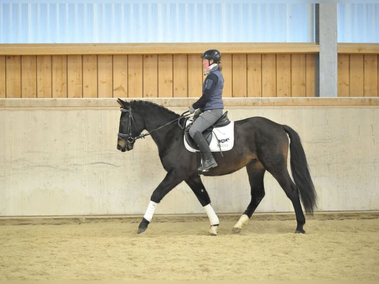 Más caballos centroeuropeos Caballo castrado 4 años 160 cm Negro in Wellheim