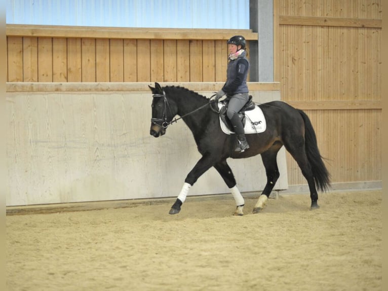 Más caballos centroeuropeos Caballo castrado 4 años 160 cm Negro in Wellheim