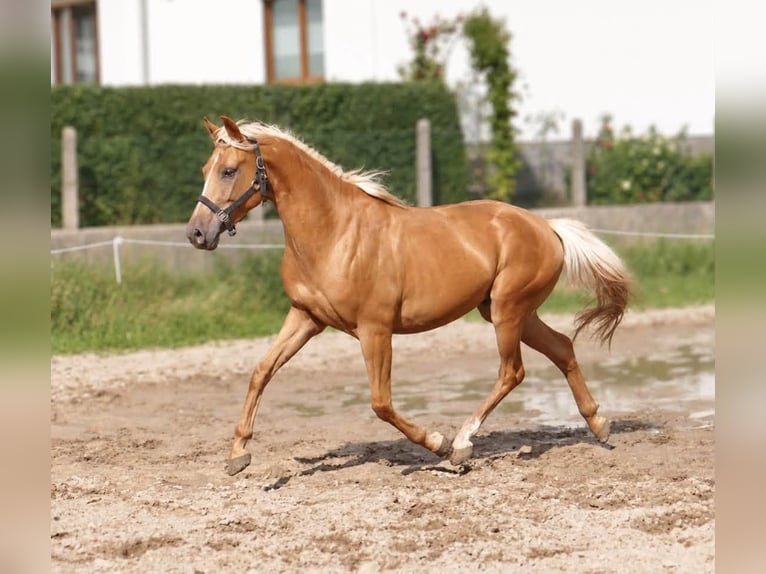 Más caballos centroeuropeos Caballo castrado 4 años 160 cm Palomino in Borgentreich