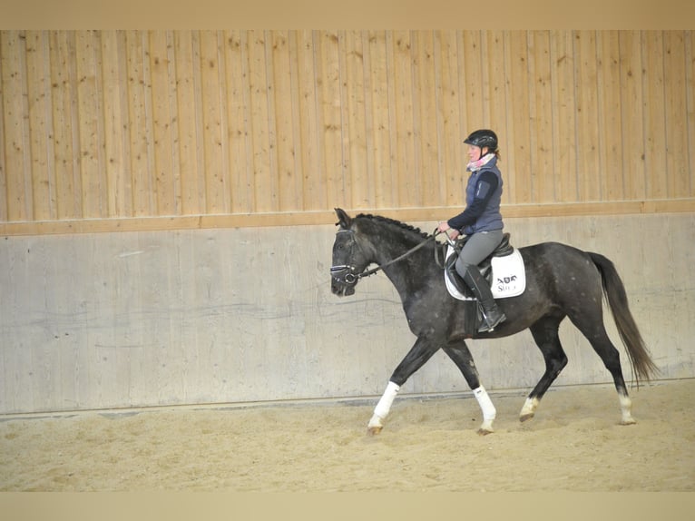 Más caballos centroeuropeos Caballo castrado 4 años 160 cm Tordo in Wellheim