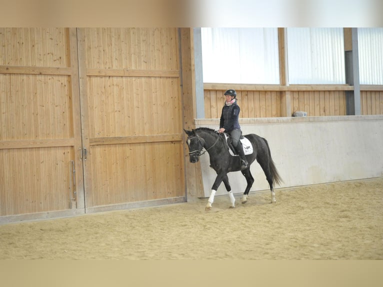 Más caballos centroeuropeos Caballo castrado 4 años 160 cm Tordo in Wellheim