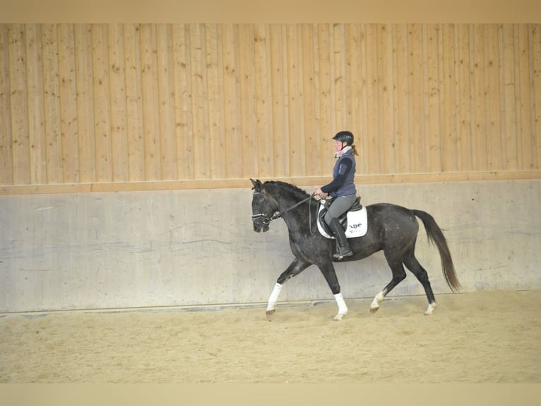 Más caballos centroeuropeos Caballo castrado 4 años 160 cm Tordo in Wellheim