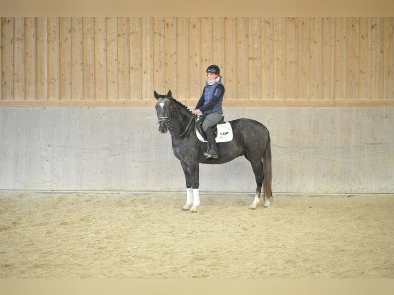 Más caballos centroeuropeos Caballo castrado 4 años 160 cm Tordo in Wellheim