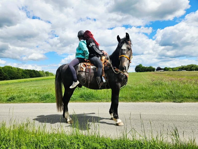 Más caballos centroeuropeos Caballo castrado 4 años 160 cm Tordo rodado in Linkenbach