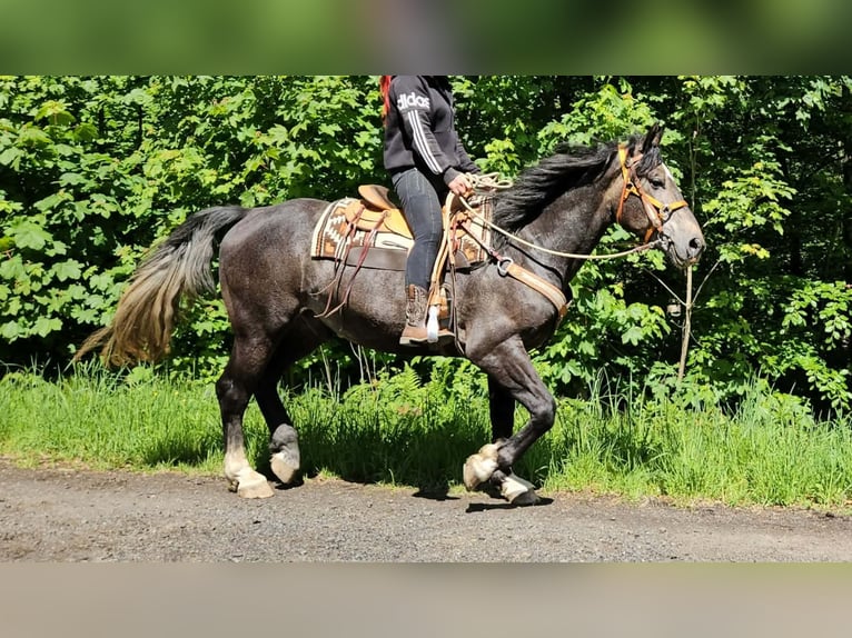 Más caballos centroeuropeos Caballo castrado 4 años 160 cm Tordo rodado in Linkenbach