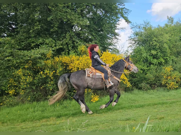 Más caballos centroeuropeos Caballo castrado 4 años 160 cm Tordo rodado in Linkenbach