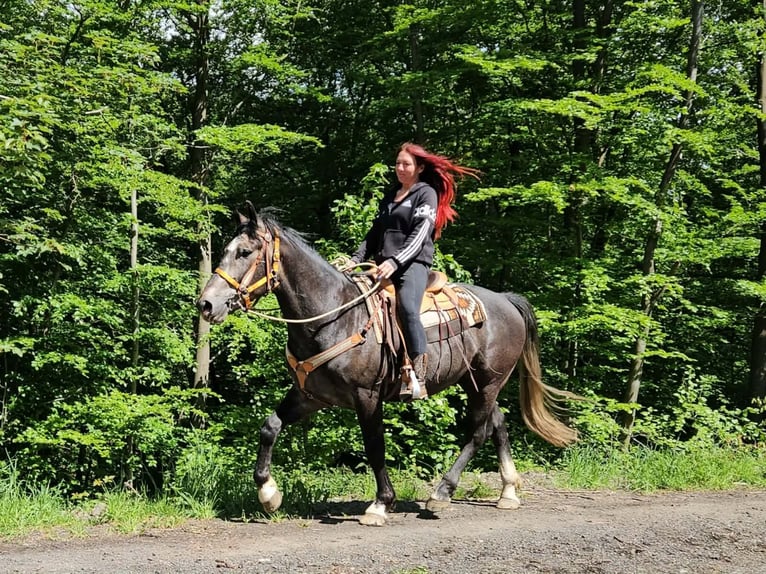 Más caballos centroeuropeos Caballo castrado 4 años 160 cm Tordo rodado in Linkenbach