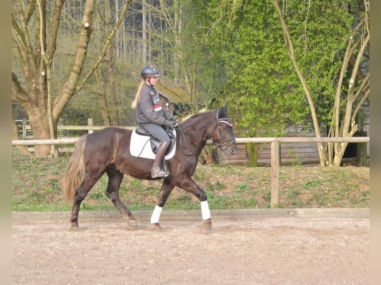 Más caballos centroeuropeos Caballo castrado 4 años 162 cm Alazán-tostado in Wellheim