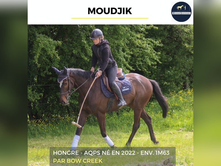 Más caballos centroeuropeos Caballo castrado 4 años 163 cm Morcillo in Bourg-lÉvêque