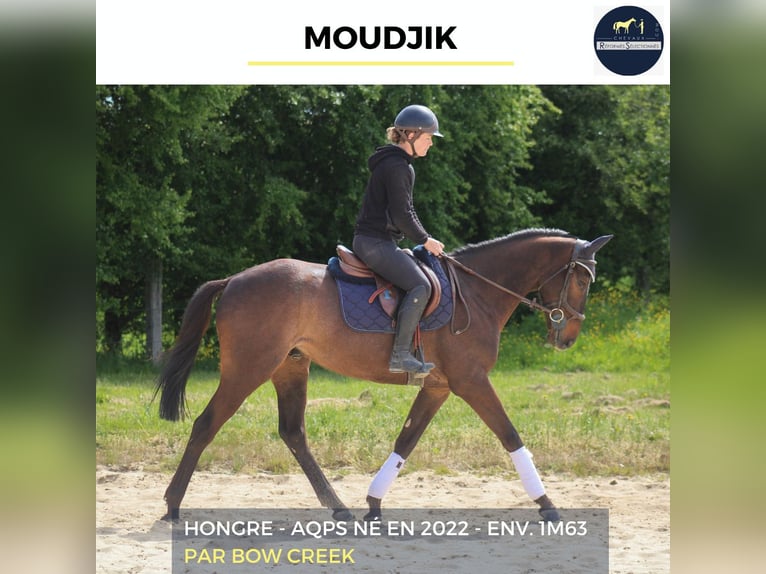 Más caballos centroeuropeos Caballo castrado 4 años 163 cm Morcillo in Bourg-lÉvêque