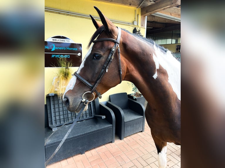 Más caballos centroeuropeos Caballo castrado 4 años 163 cm Pío in Kühnsdorf