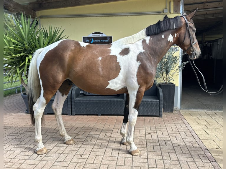 Más caballos centroeuropeos Caballo castrado 4 años 163 cm Pío in Kühnsdorf