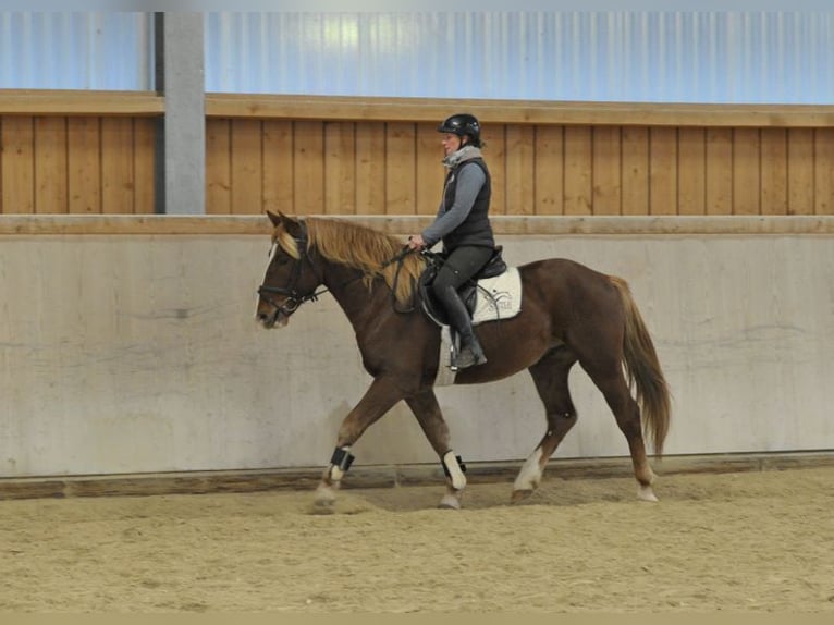 Más caballos centroeuropeos Caballo castrado 4 años 164 cm Alazán in Wellheim