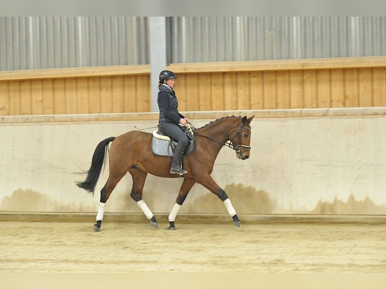 Más caballos centroeuropeos Caballo castrado 4 años 164 cm Castaño in Wellheim