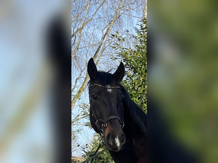Más caballos centroeuropeos Caballo castrado 4 años 164 cm Castaño in Steimel