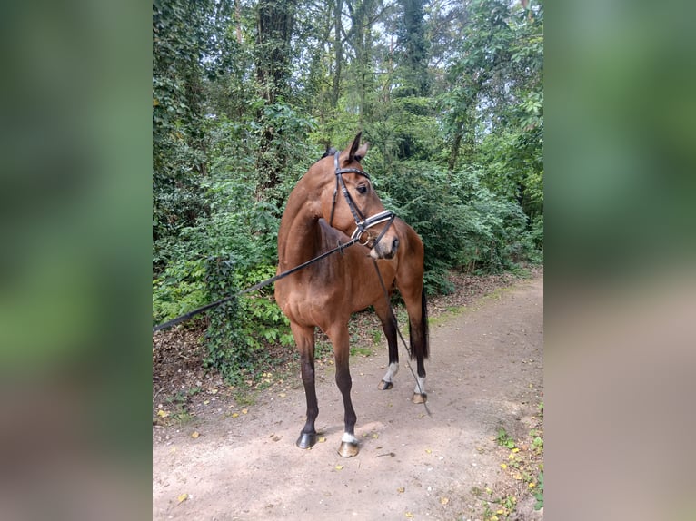 Más caballos centroeuropeos Caballo castrado 4 años 164 cm Castaño in Barenburg