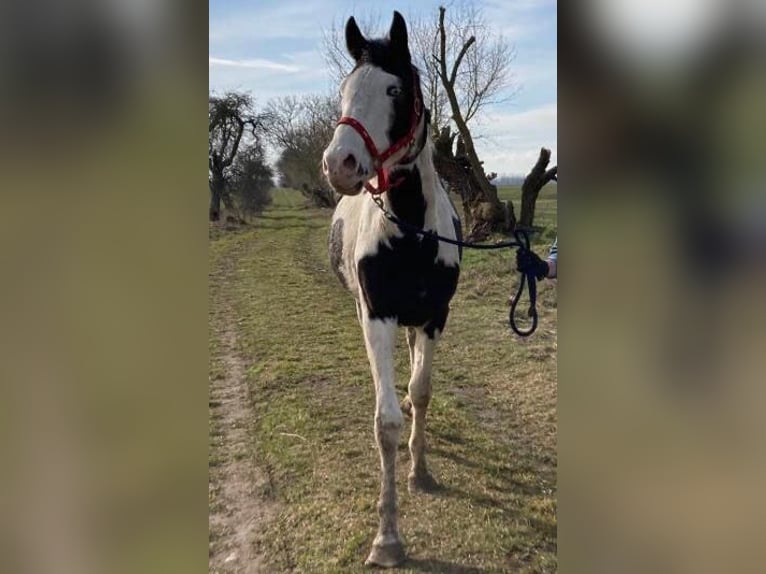 Más caballos centroeuropeos Caballo castrado 4 años 164 cm Pío in Rohrlack