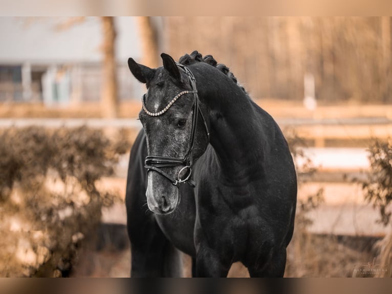 Más caballos centroeuropeos Caballo castrado 4 años 164 cm Tordillo negro in Wehringen