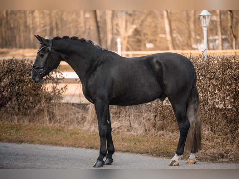 Más caballos centroeuropeos Caballo castrado 4 años 164 cm Tordillo negro in Wehringen