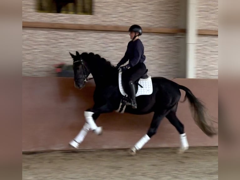 Más caballos centroeuropeos Caballo castrado 4 años 164 cm Tordillo negro in Wehringen