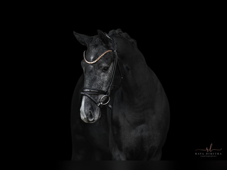 Más caballos centroeuropeos Caballo castrado 4 años 164 cm Tordillo negro in Wehringen