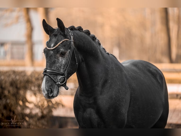 Más caballos centroeuropeos Caballo castrado 4 años 164 cm Tordillo negro in Wehringen