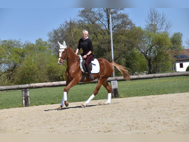Más caballos centroeuropeos Caballo castrado 4 años 165 cm Alazán in Eggenfelden