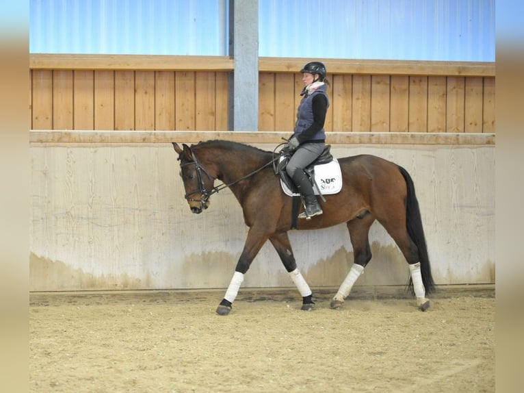 Más caballos centroeuropeos Caballo castrado 4 años 165 cm Castaño in Wellheim