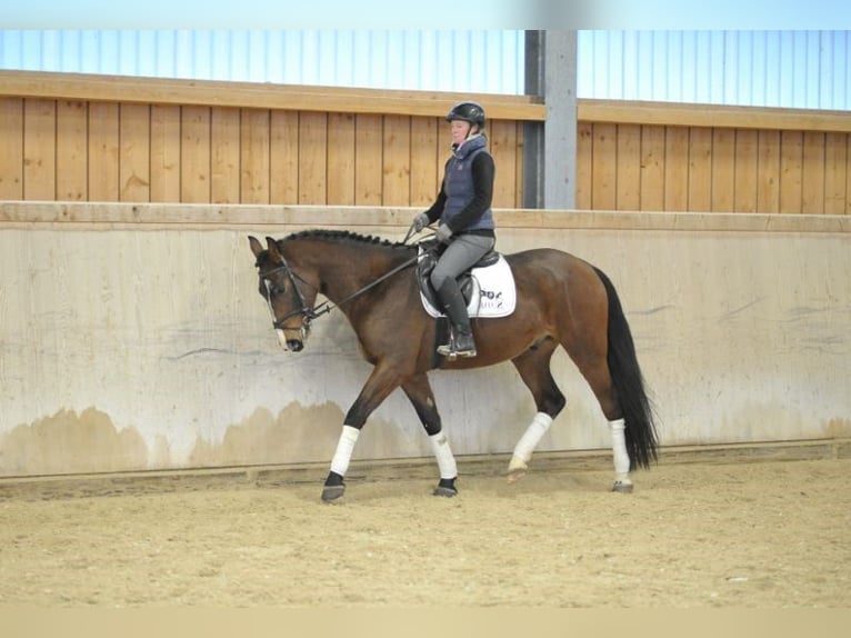 Más caballos centroeuropeos Caballo castrado 4 años 165 cm Castaño in Wellheim