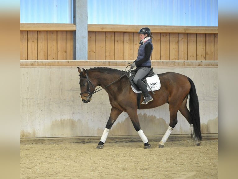 Más caballos centroeuropeos Caballo castrado 4 años 165 cm Castaño in Wellheim