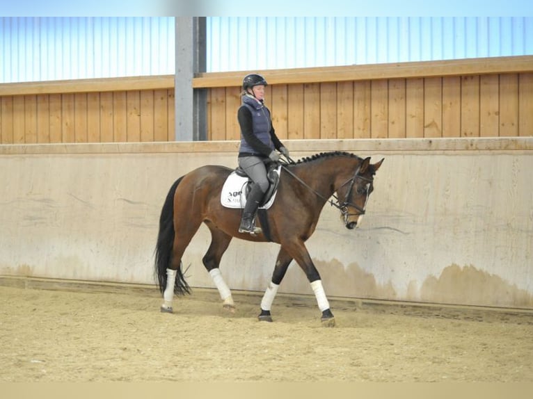 Más caballos centroeuropeos Caballo castrado 4 años 165 cm Castaño in Wellheim