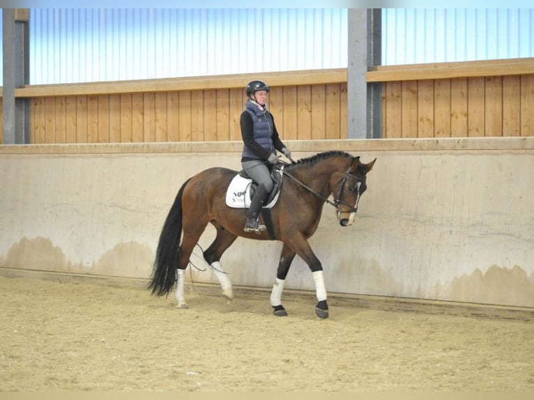 Más caballos centroeuropeos Caballo castrado 4 años 165 cm Castaño in Wellheim